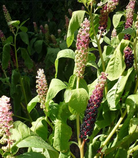 Karmozijnbessenplant