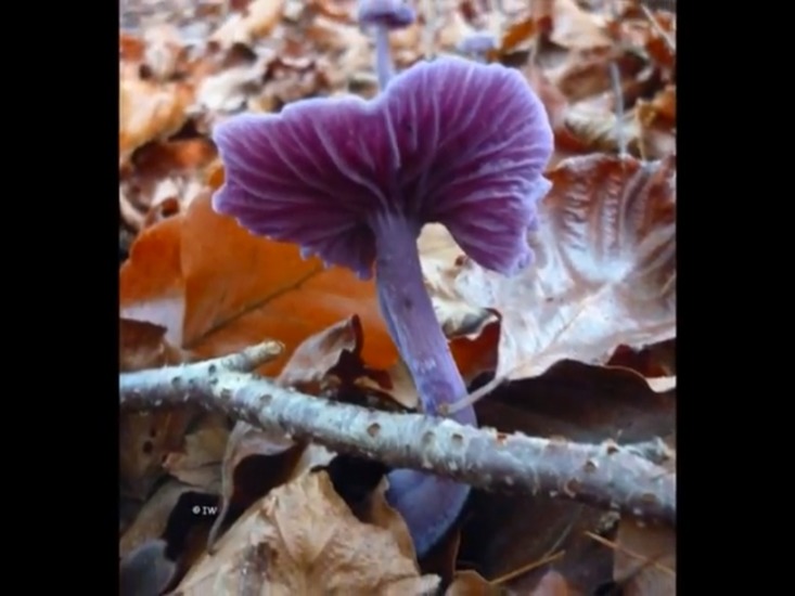 Laccaria amethystina