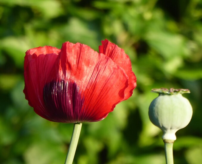 Papaver en papaver bol