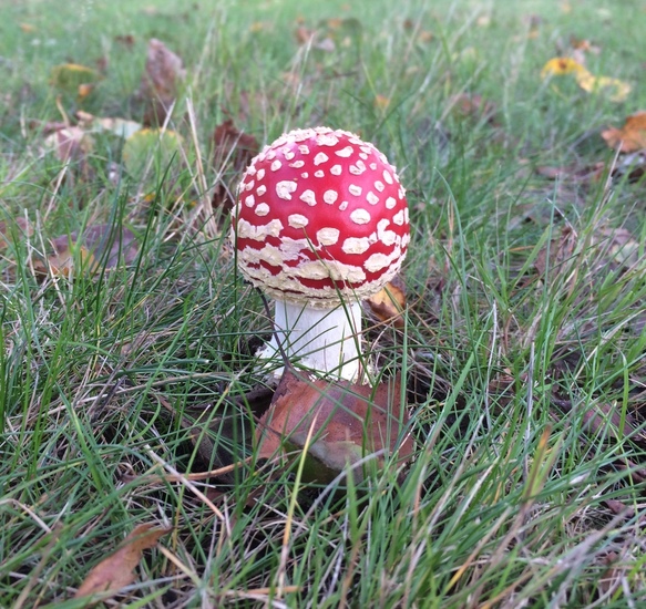 Klein vliegenzwammetje