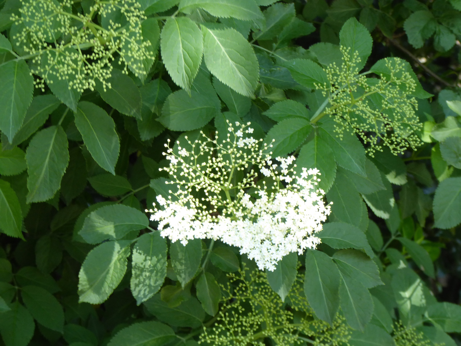 Bloem van de Vlierbes