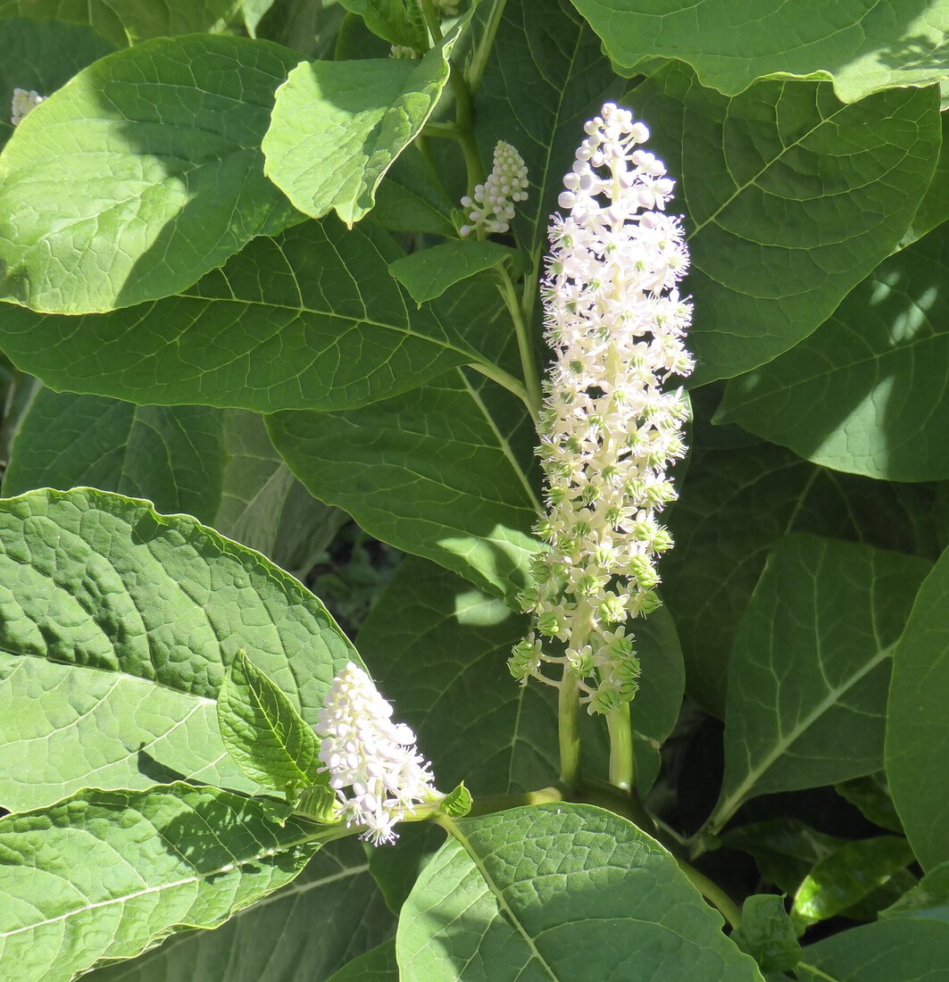 Karmozijnbes in bloei