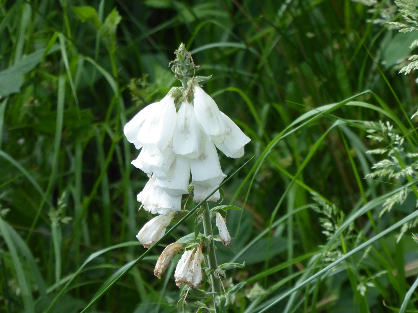 Wit vingerhoedskruid