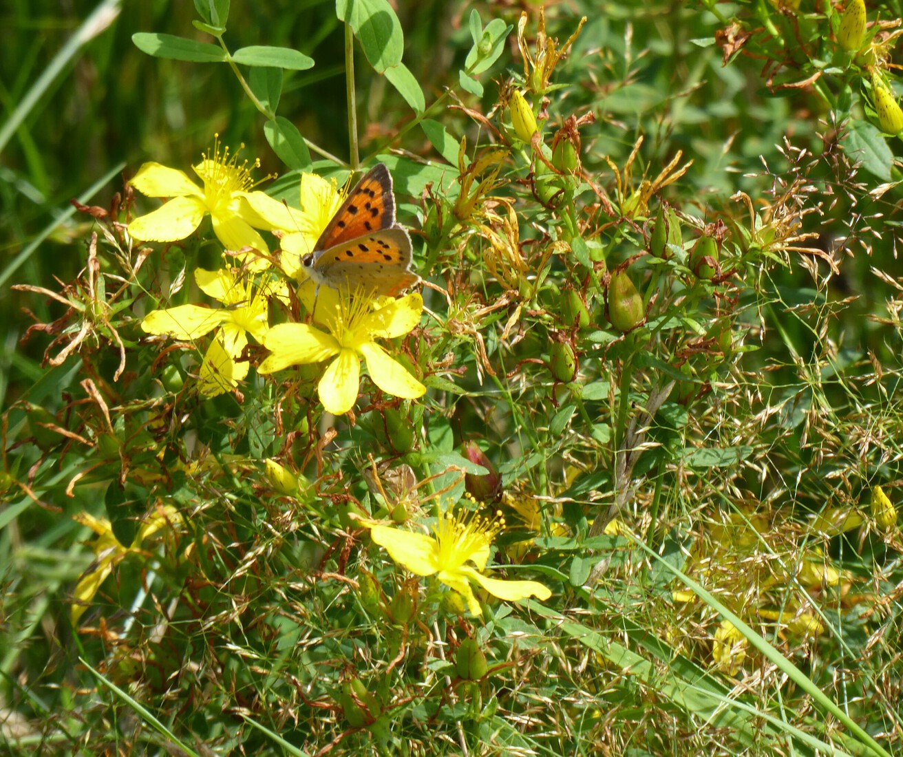 De kleine vuurvlinder