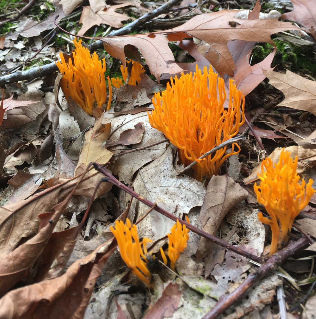 Oranje koraalzwammetjes