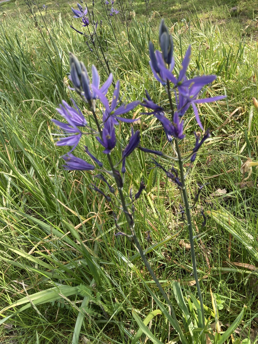 Camassia