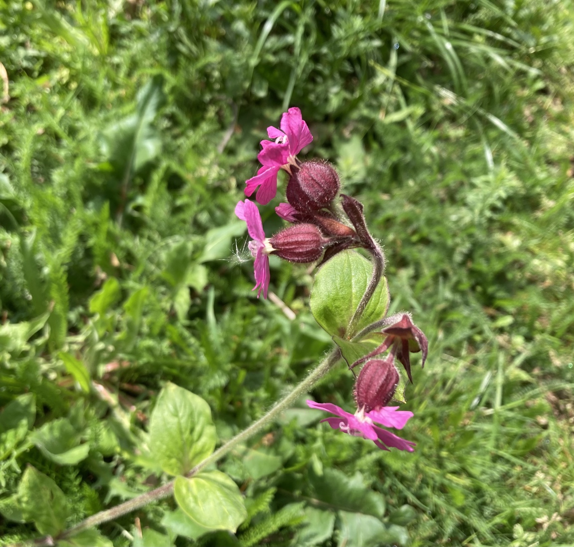 Silene dioica
