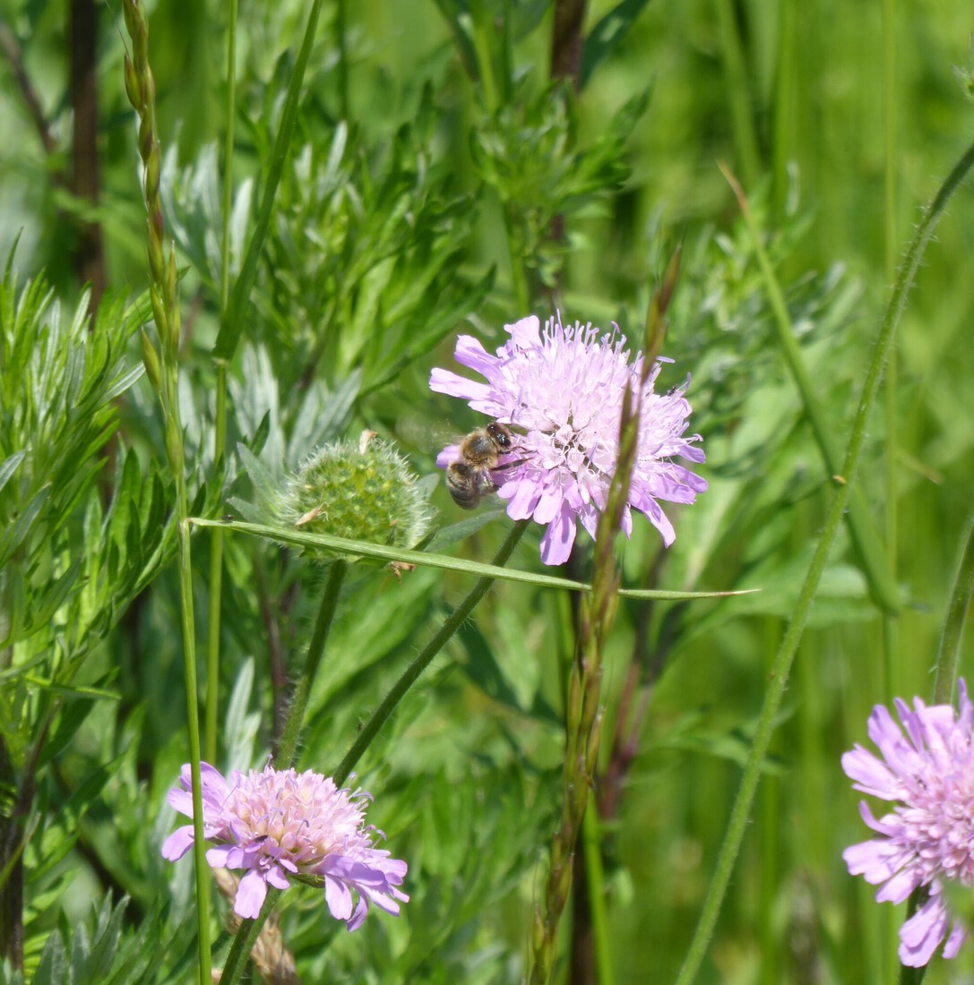 Lavatera arboria