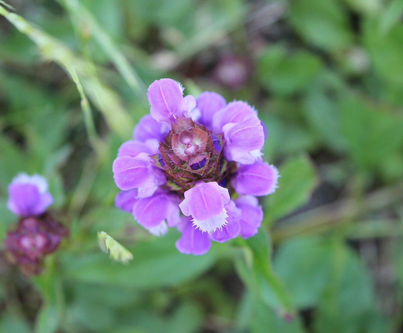 Prunella Vulgaris