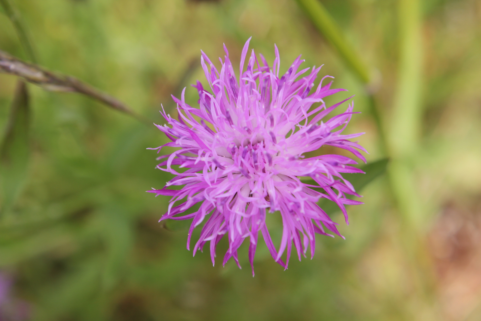Centaurea nigra