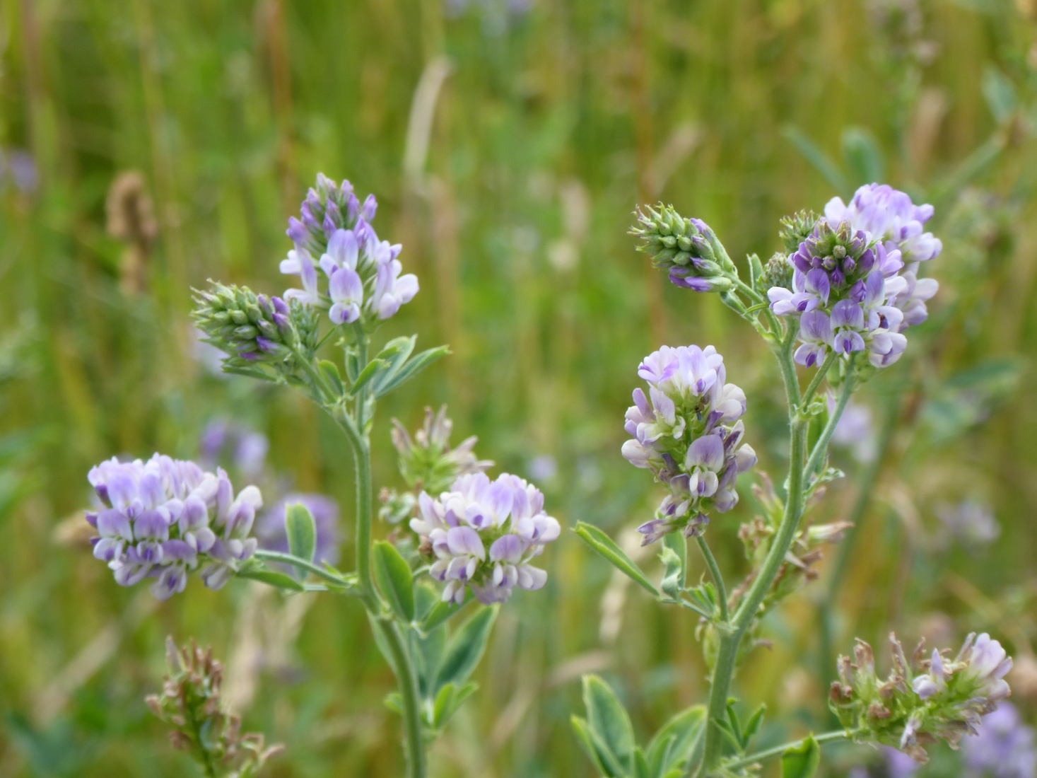 Medicago sativa