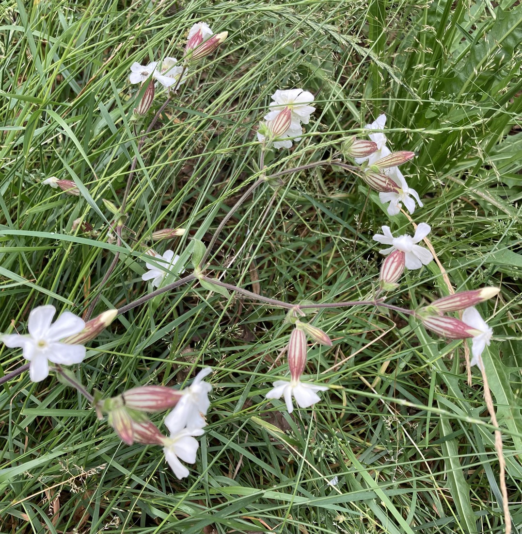 Silene latifolia