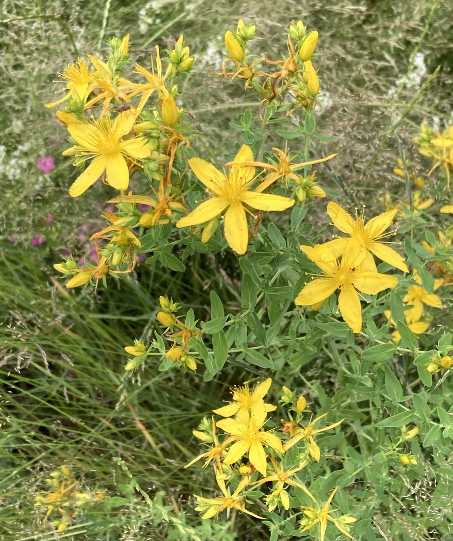 Hypericum perforatum