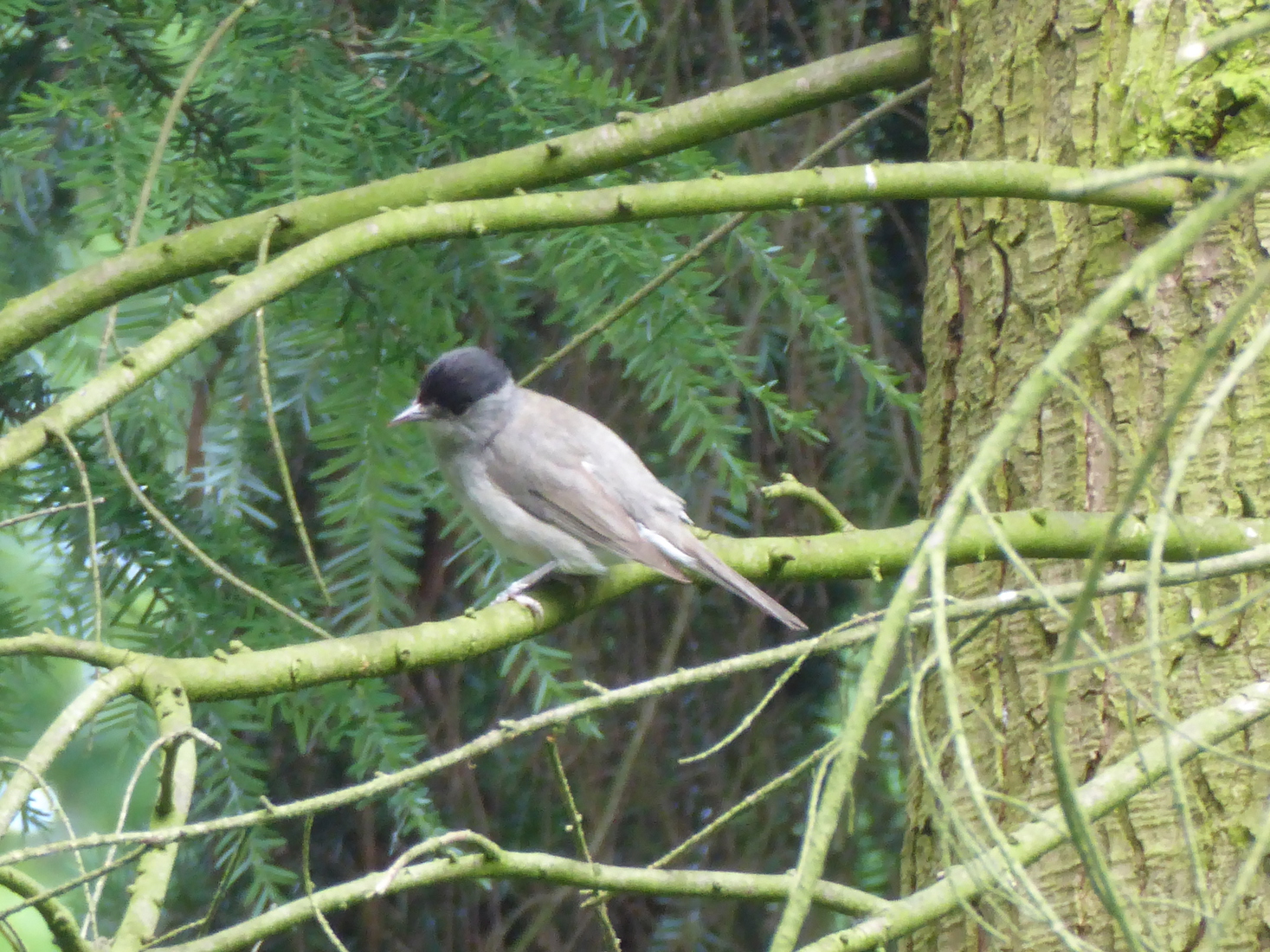 Parus Palustris 1