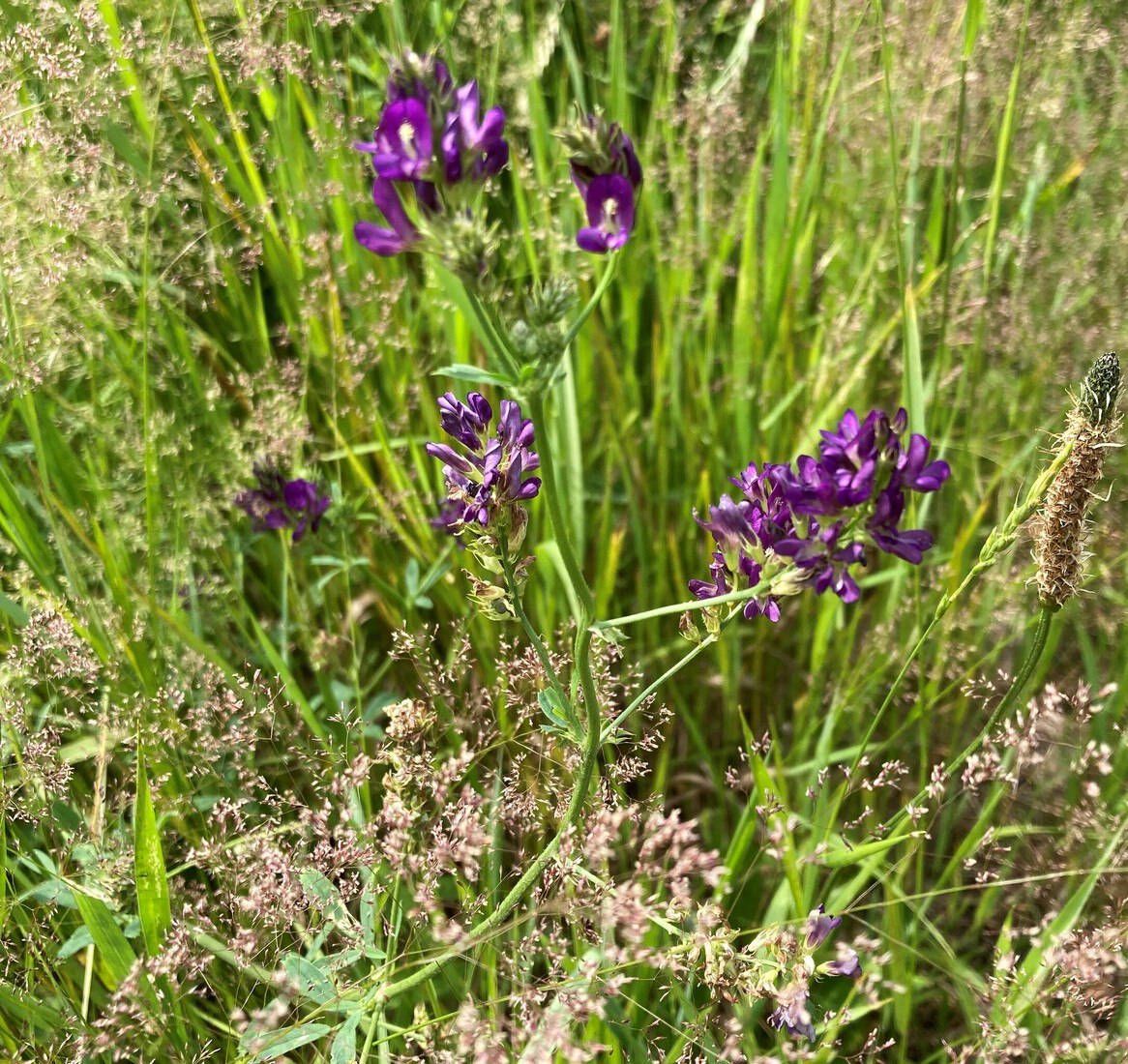 Oxytropis halleri