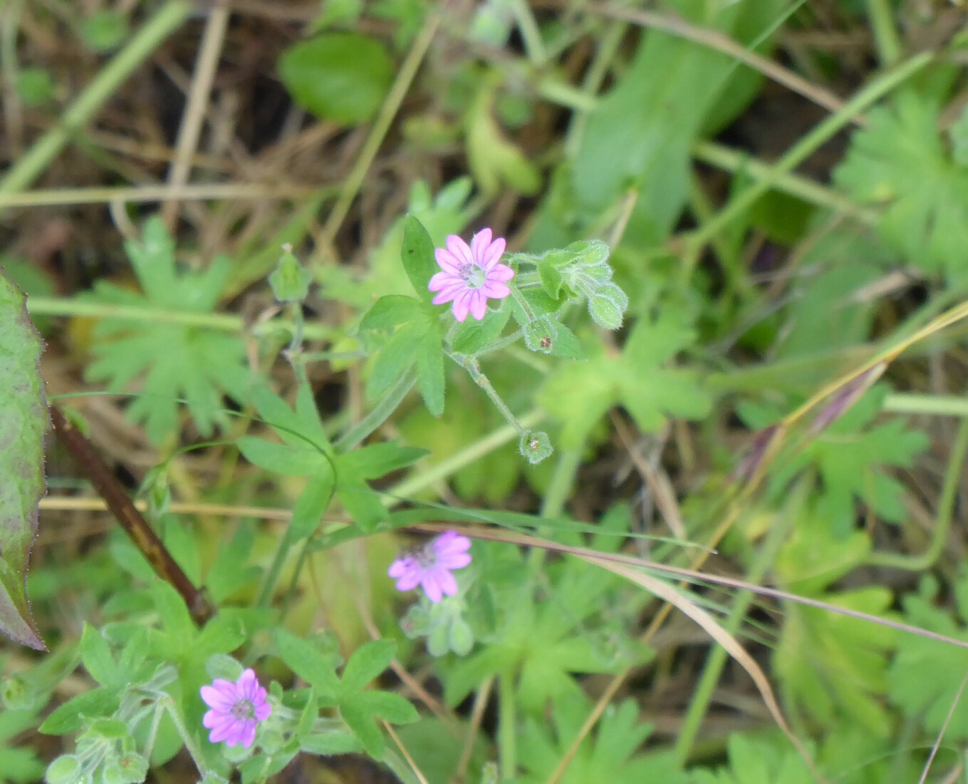Geranium robertianum