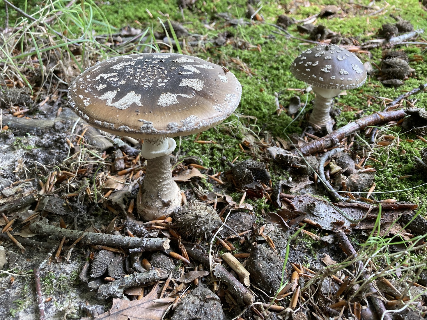 Amanita regalis 