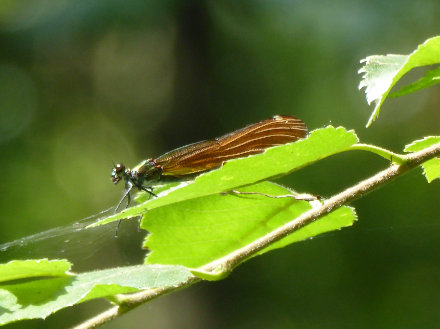 Calopteryx virgo 