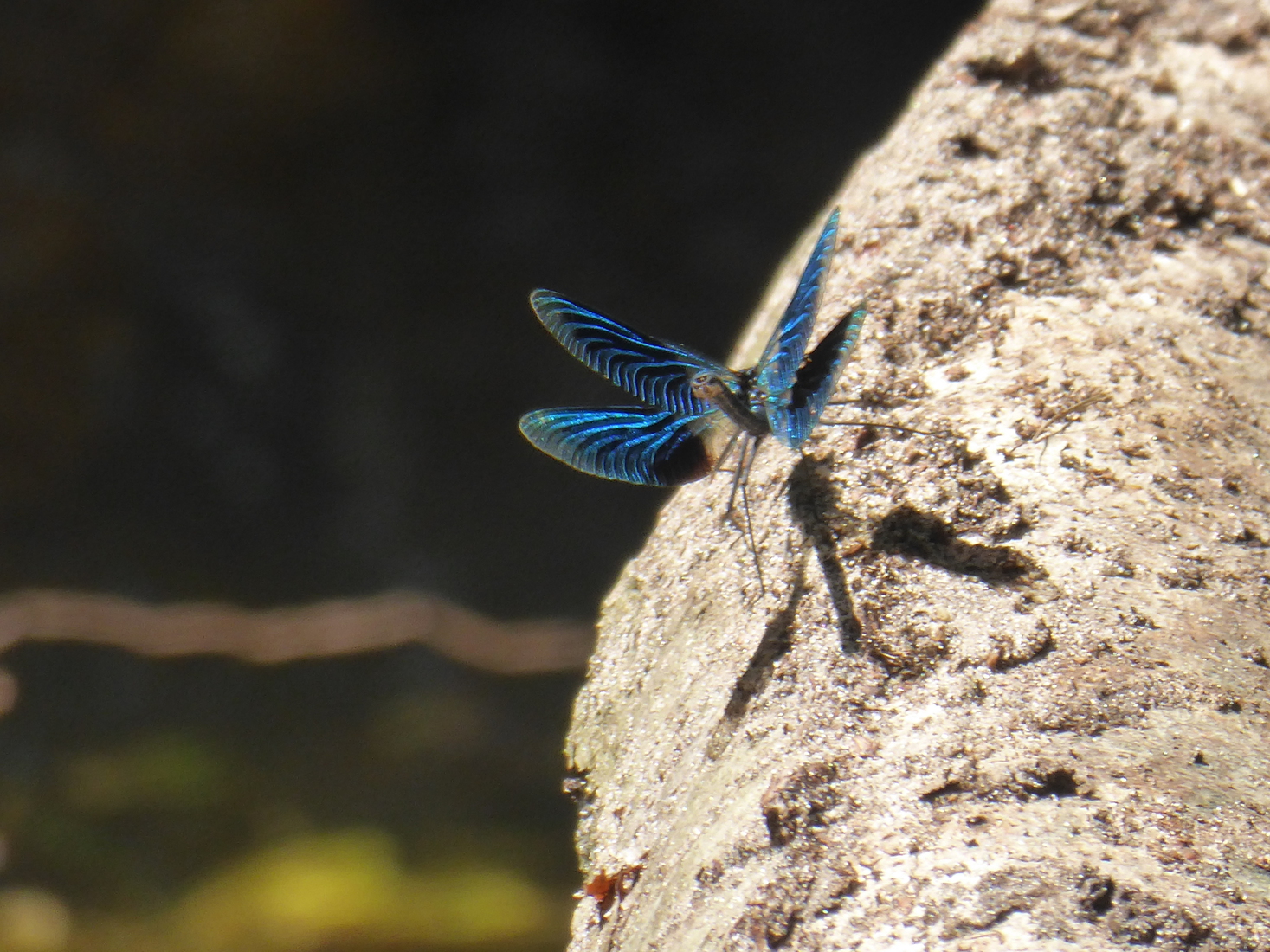 Calopteryx virgo 3