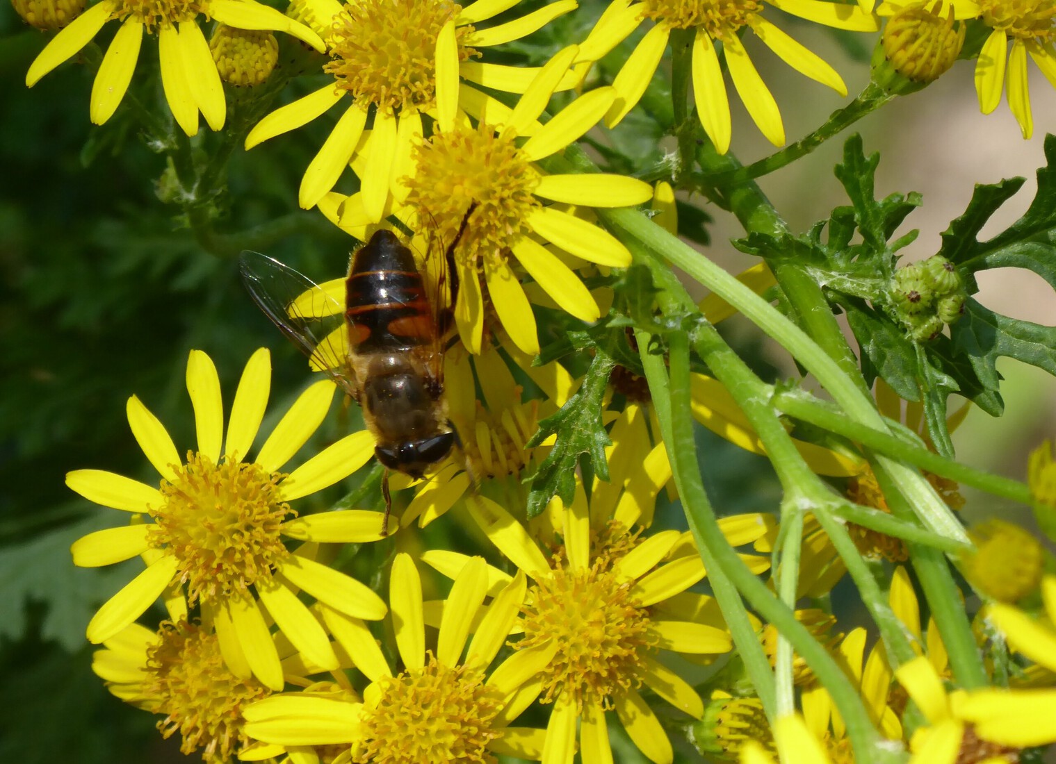 Eristalis 
