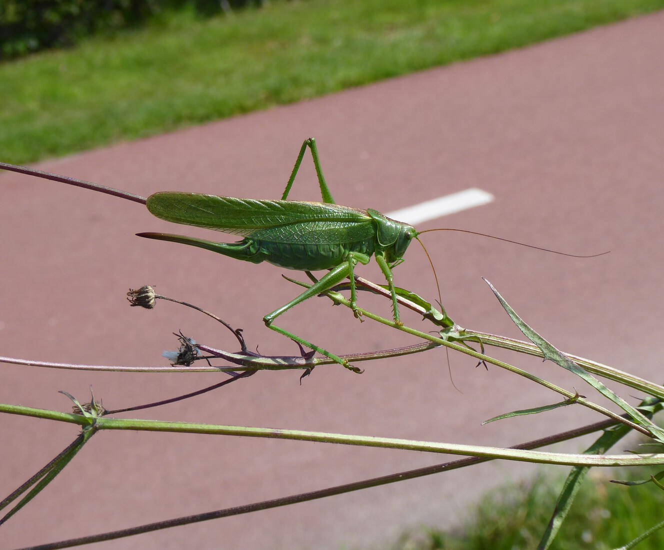 De Groene Sabelsprinkhaan 