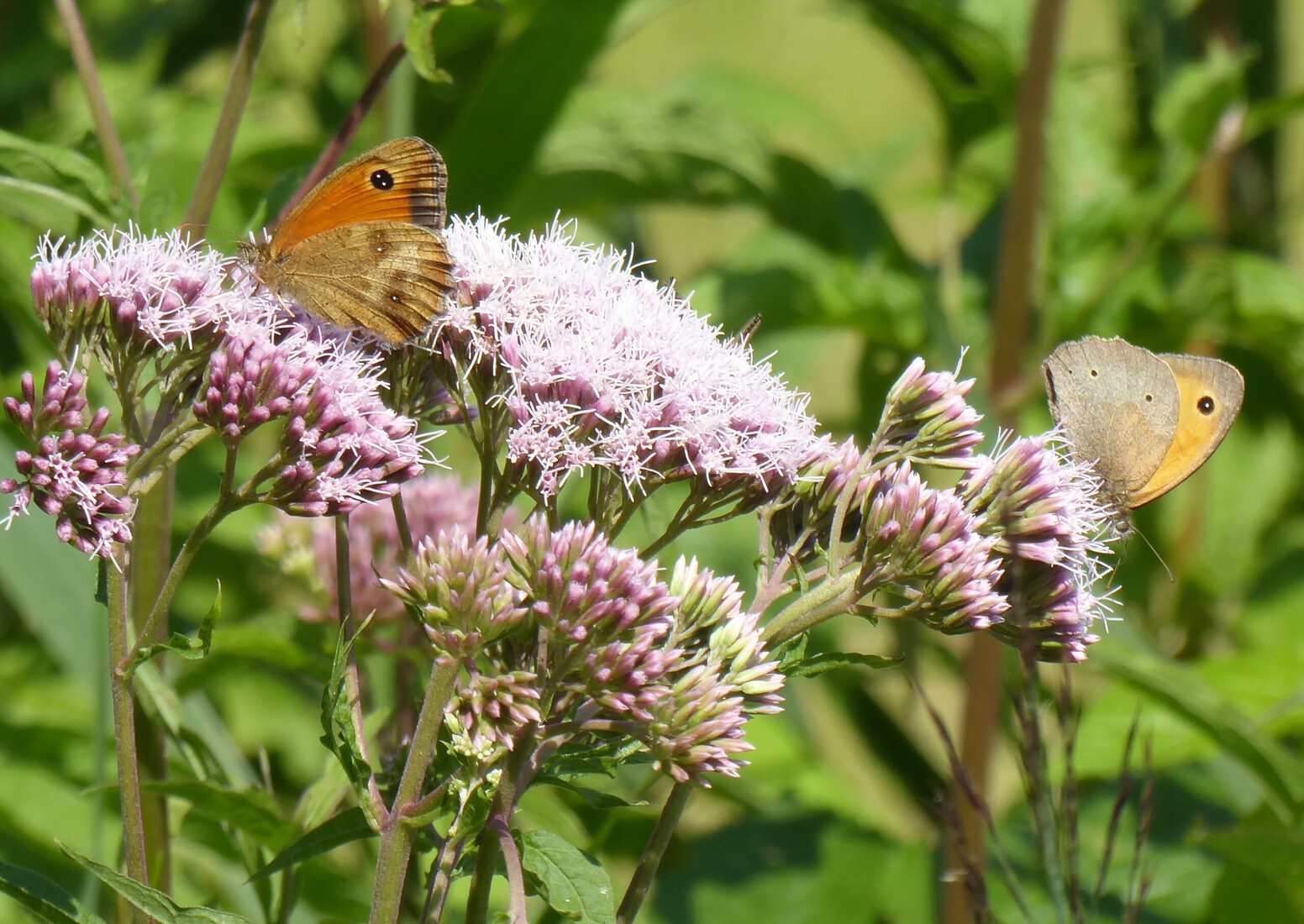 Bruin en oranje zandoogje