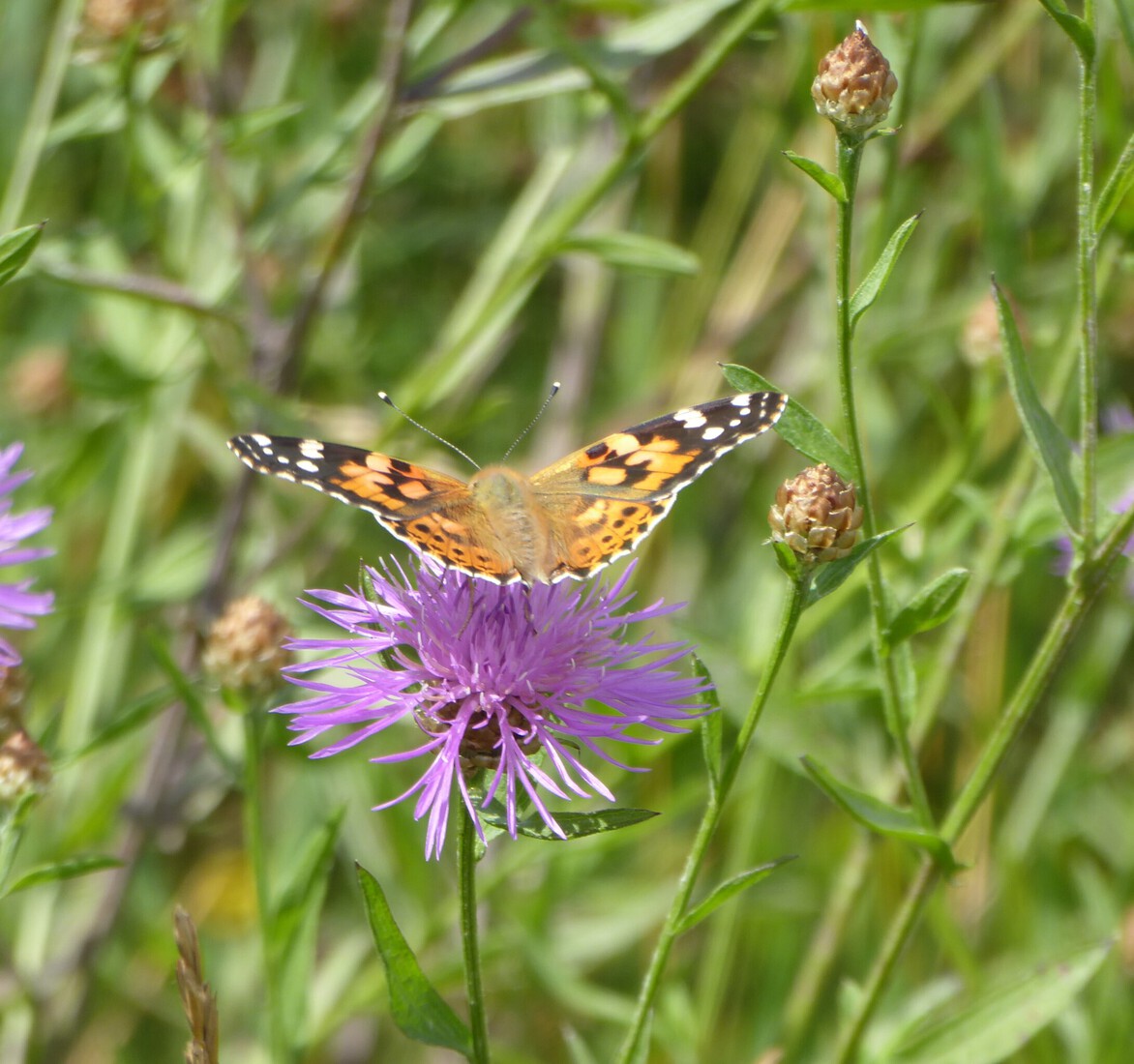 Distelvlinder 4