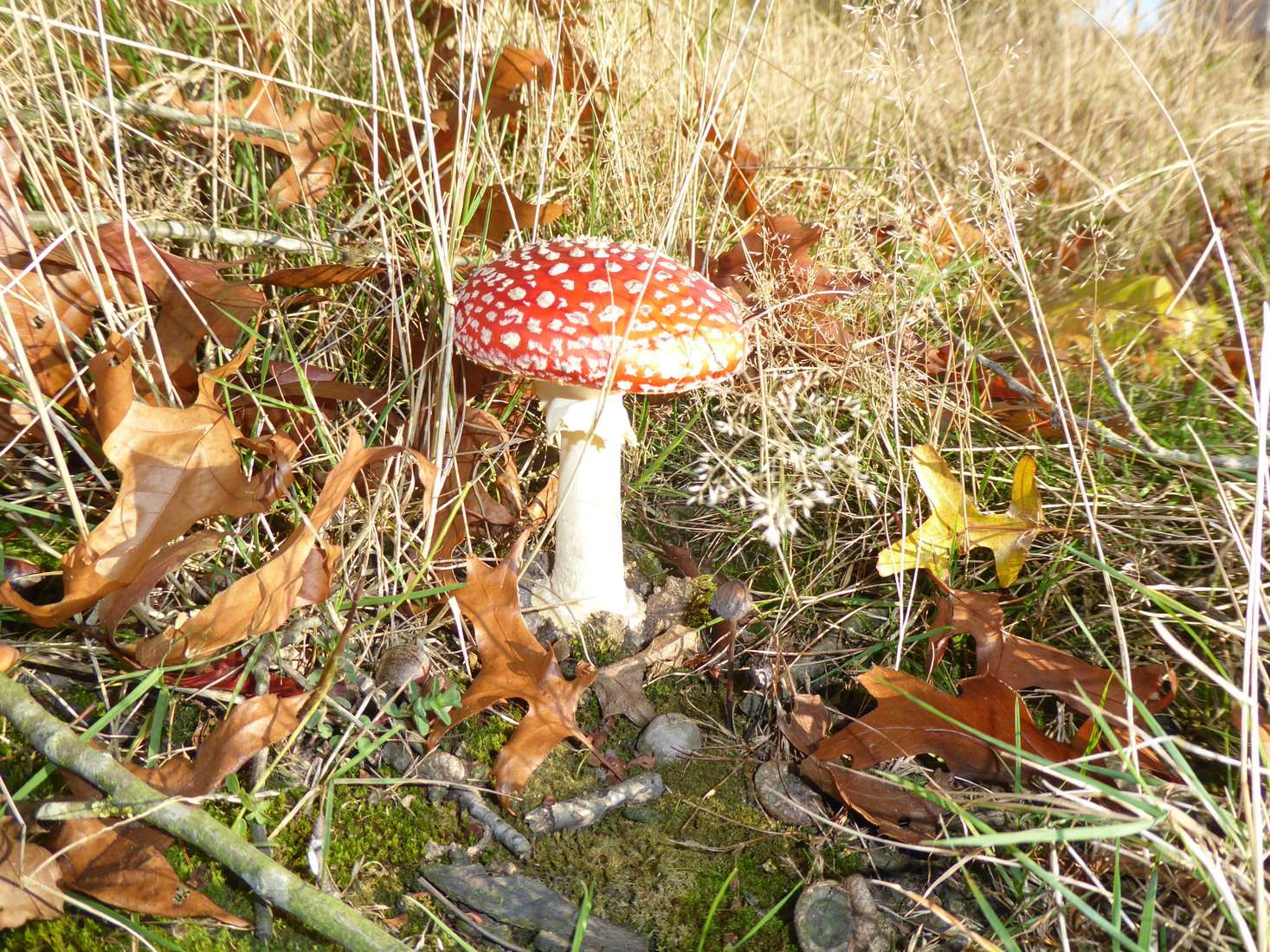 Amanita muscaria 