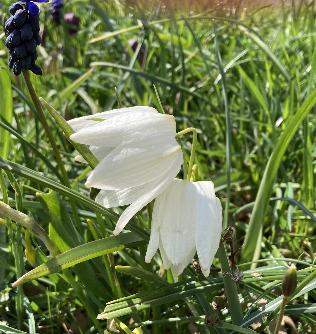 Witte Kievitsbloempjes