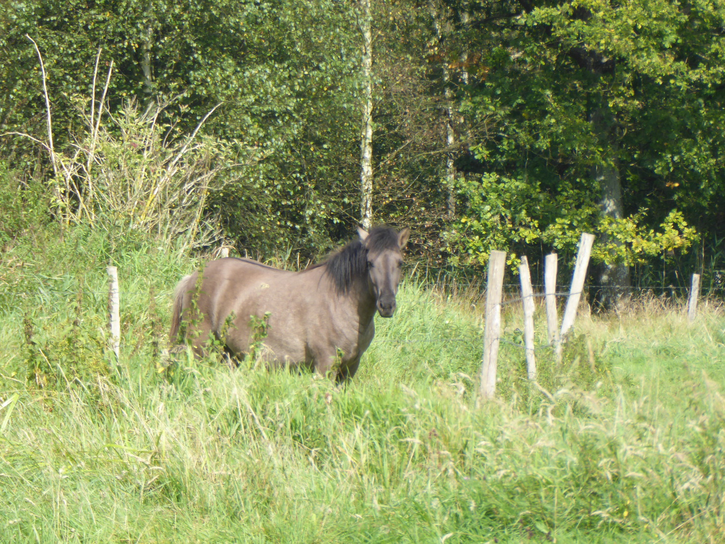 Een paard