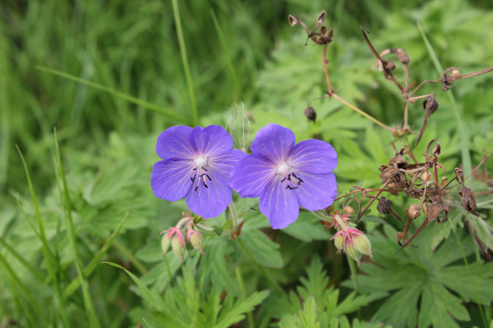 Beemdooievaarsbekjes