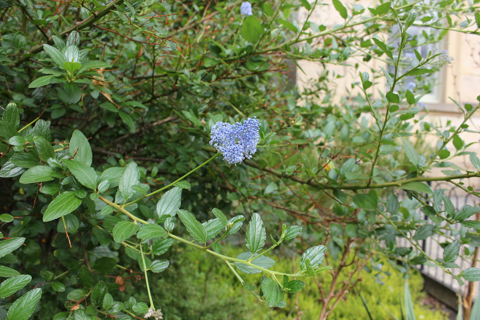 Ceanothus Thyrsiflorus