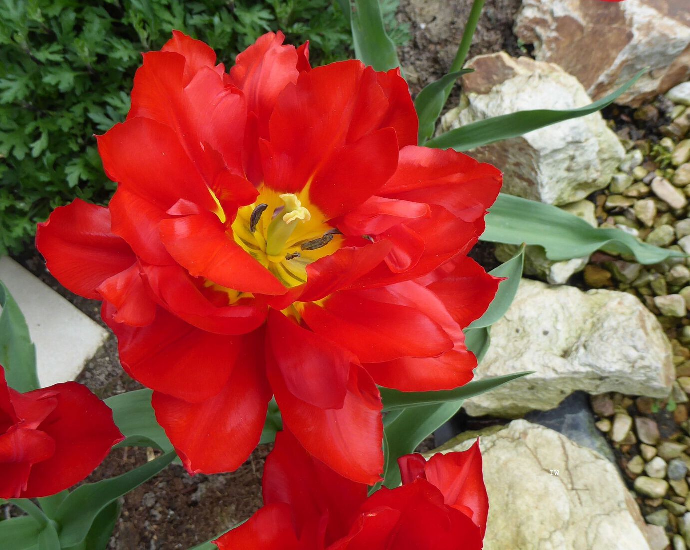 Nieuw Guinea balsemien 