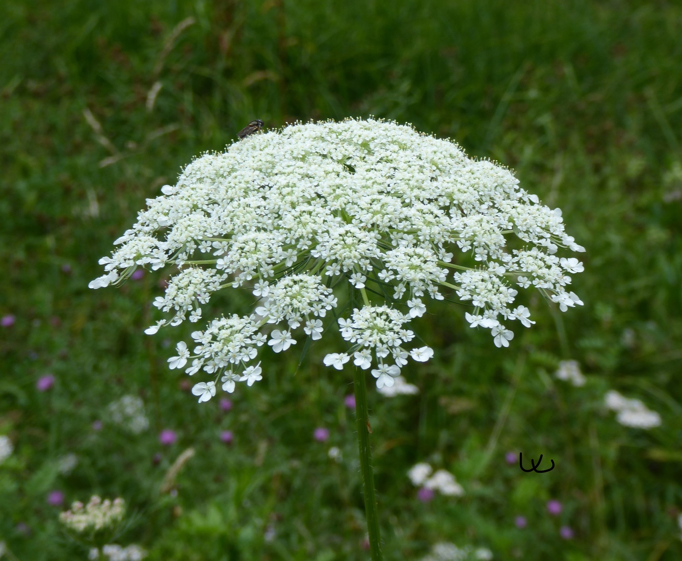 Daucus carota 