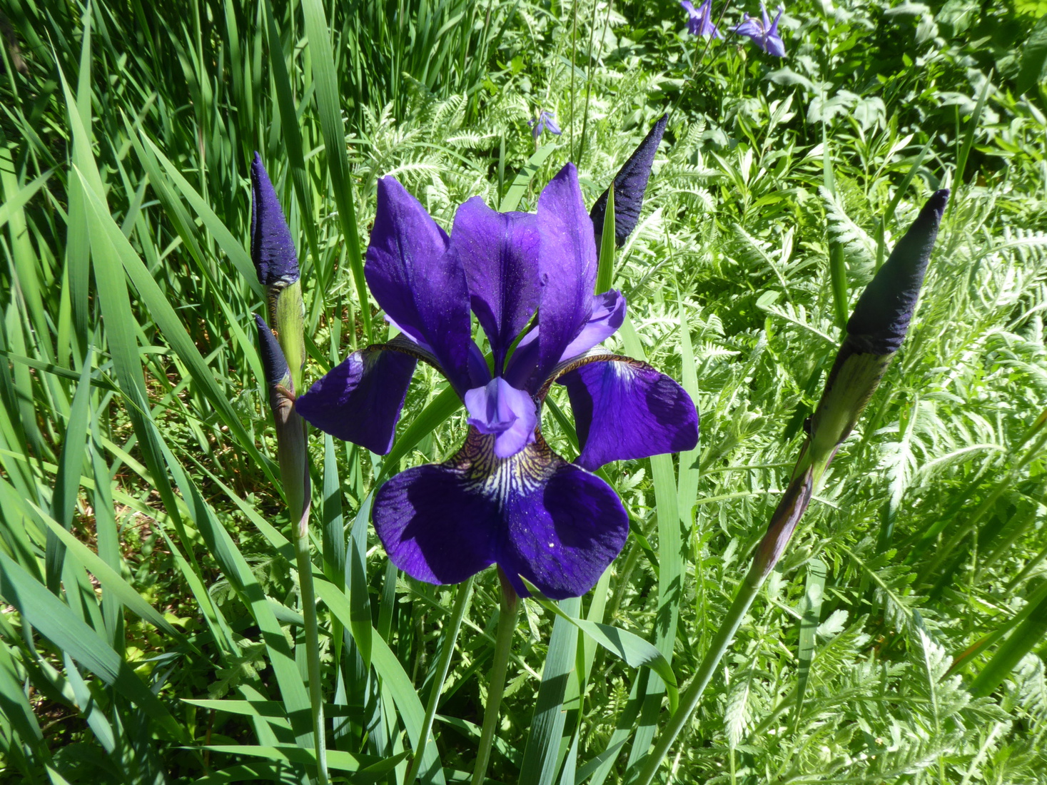 Iris sibirica