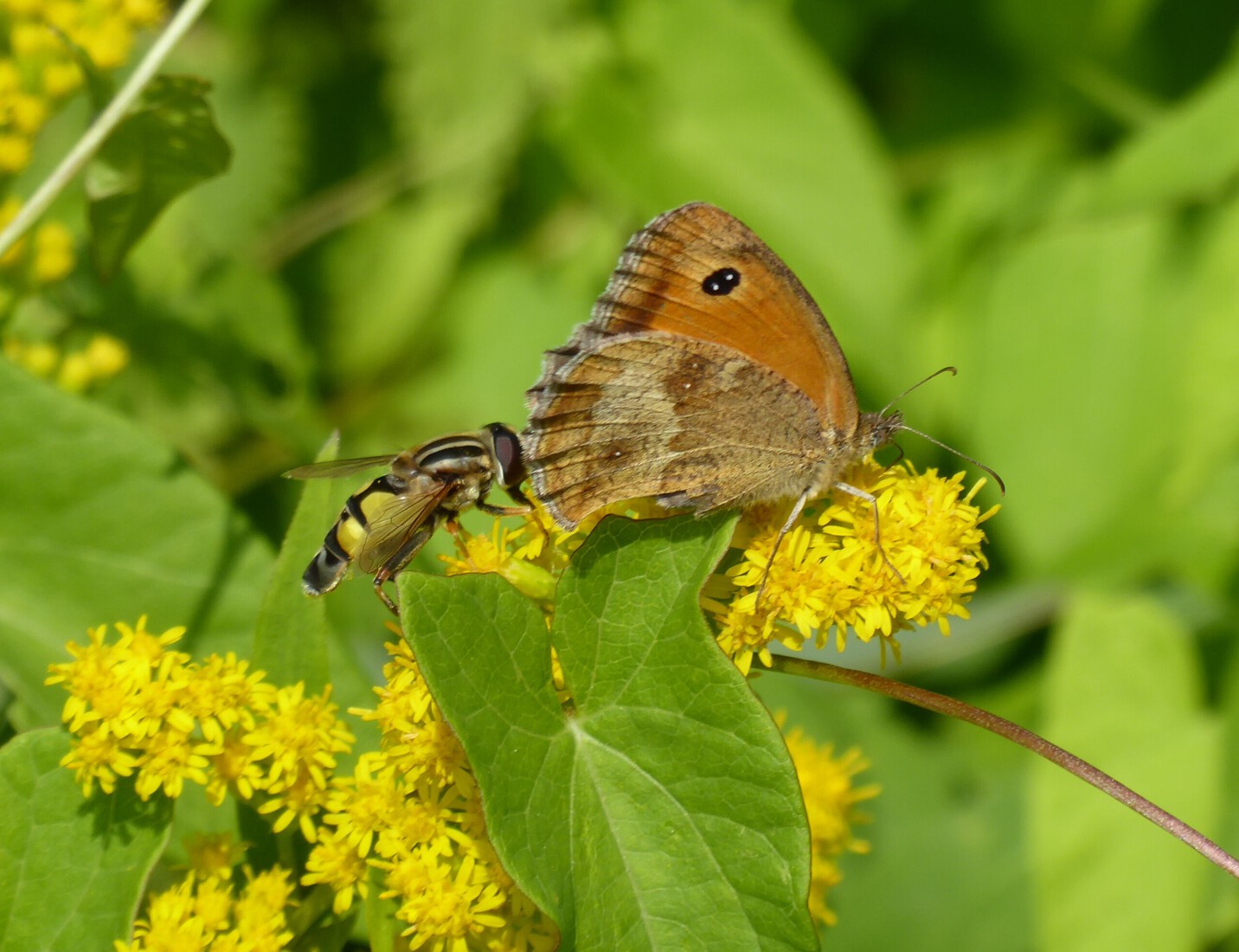 Citroenpendelvlieg en oranje zandoogje 