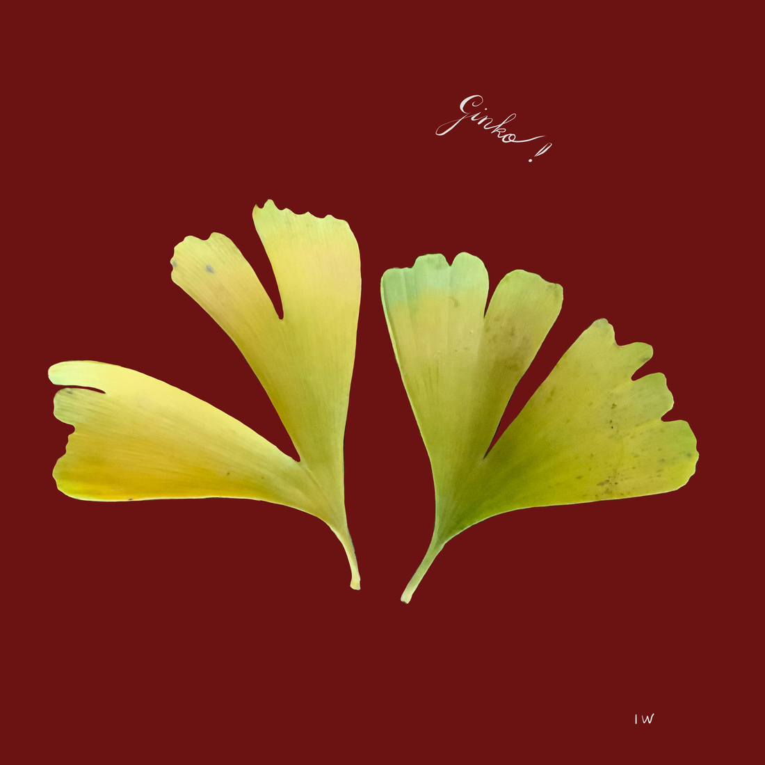Gingko
