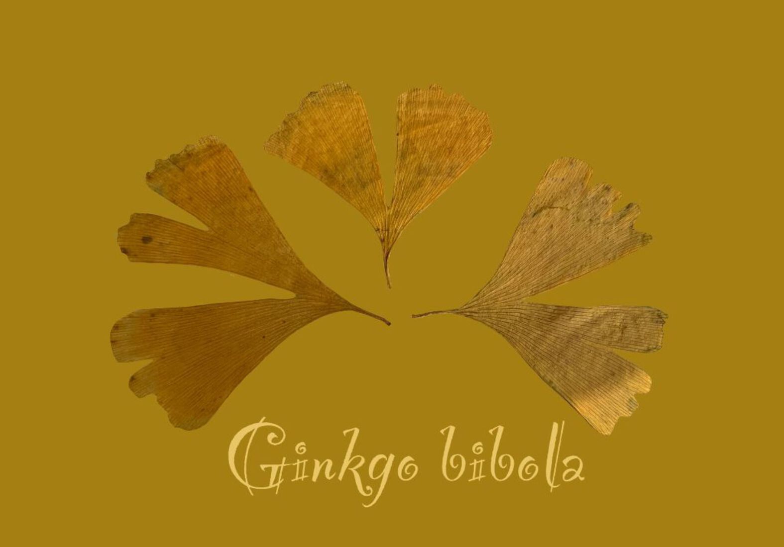 Gingko