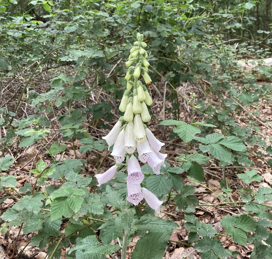 Wit vingerhoedskruid