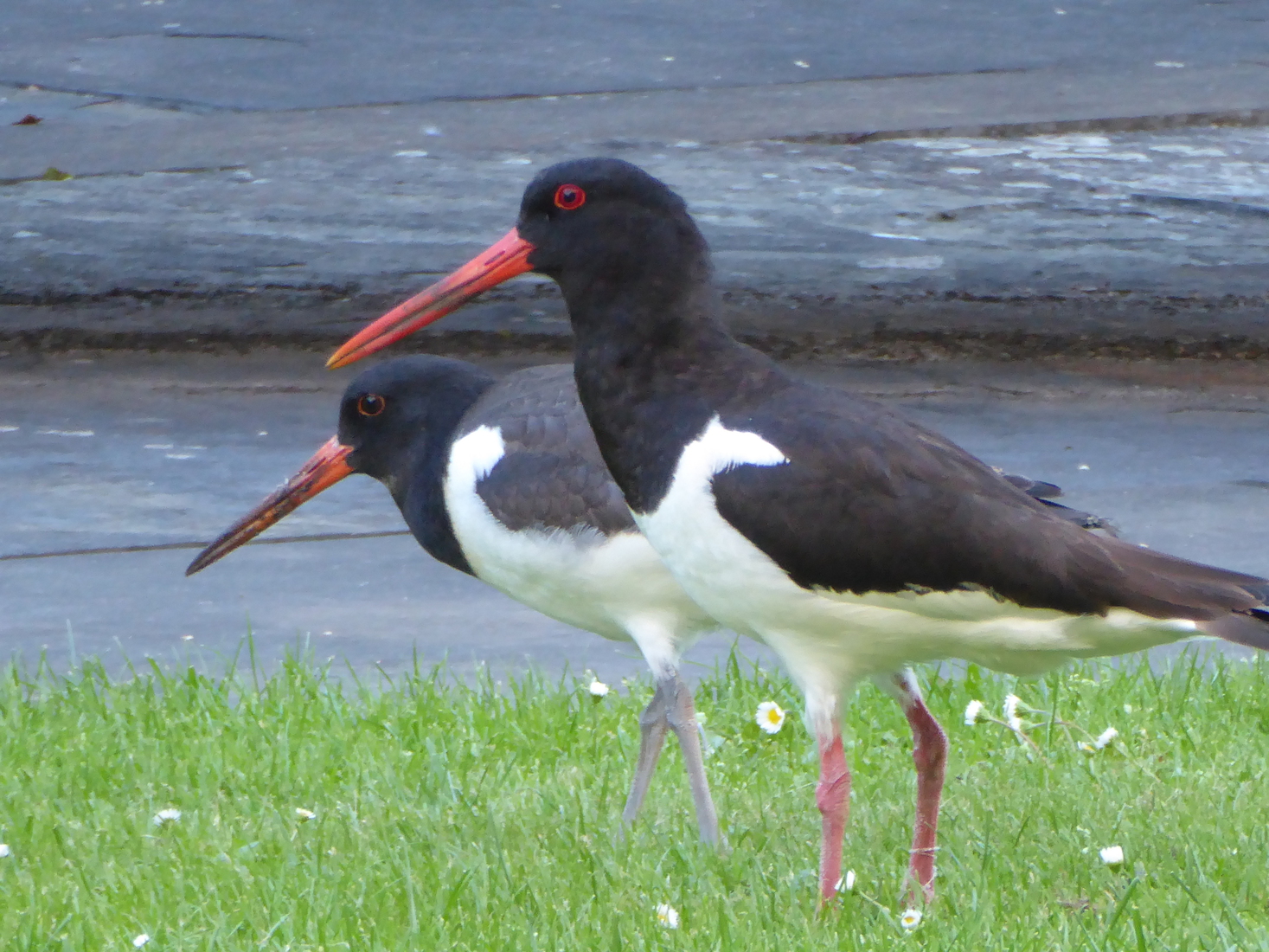 Scholekster met jong