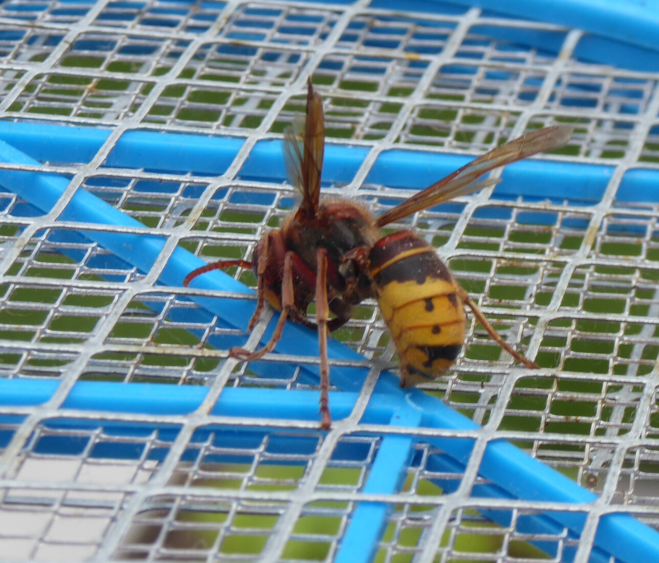 De Europese Hoornaar