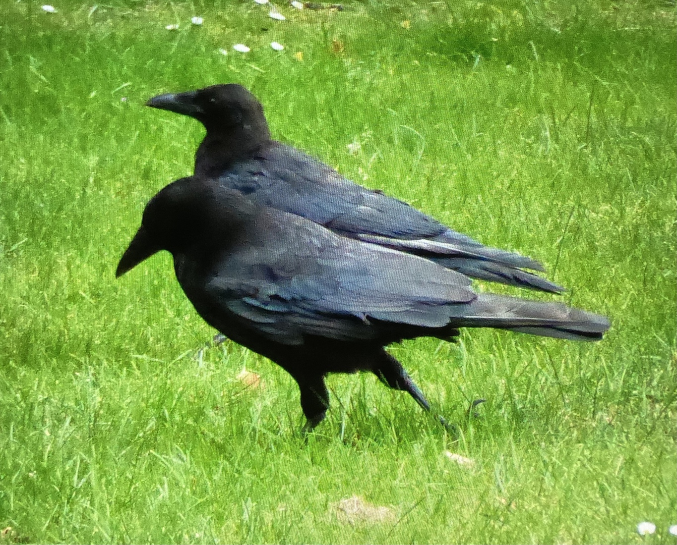 Corvus 