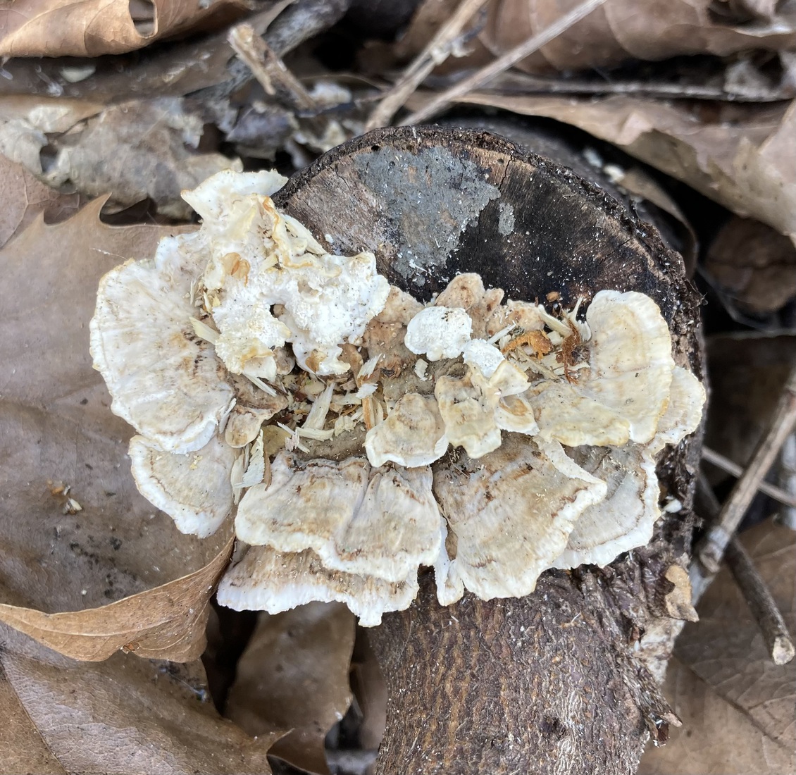 Trametes polyporales