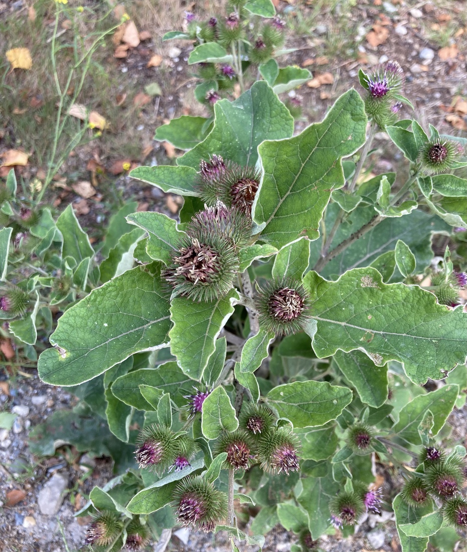 Arctium lappa