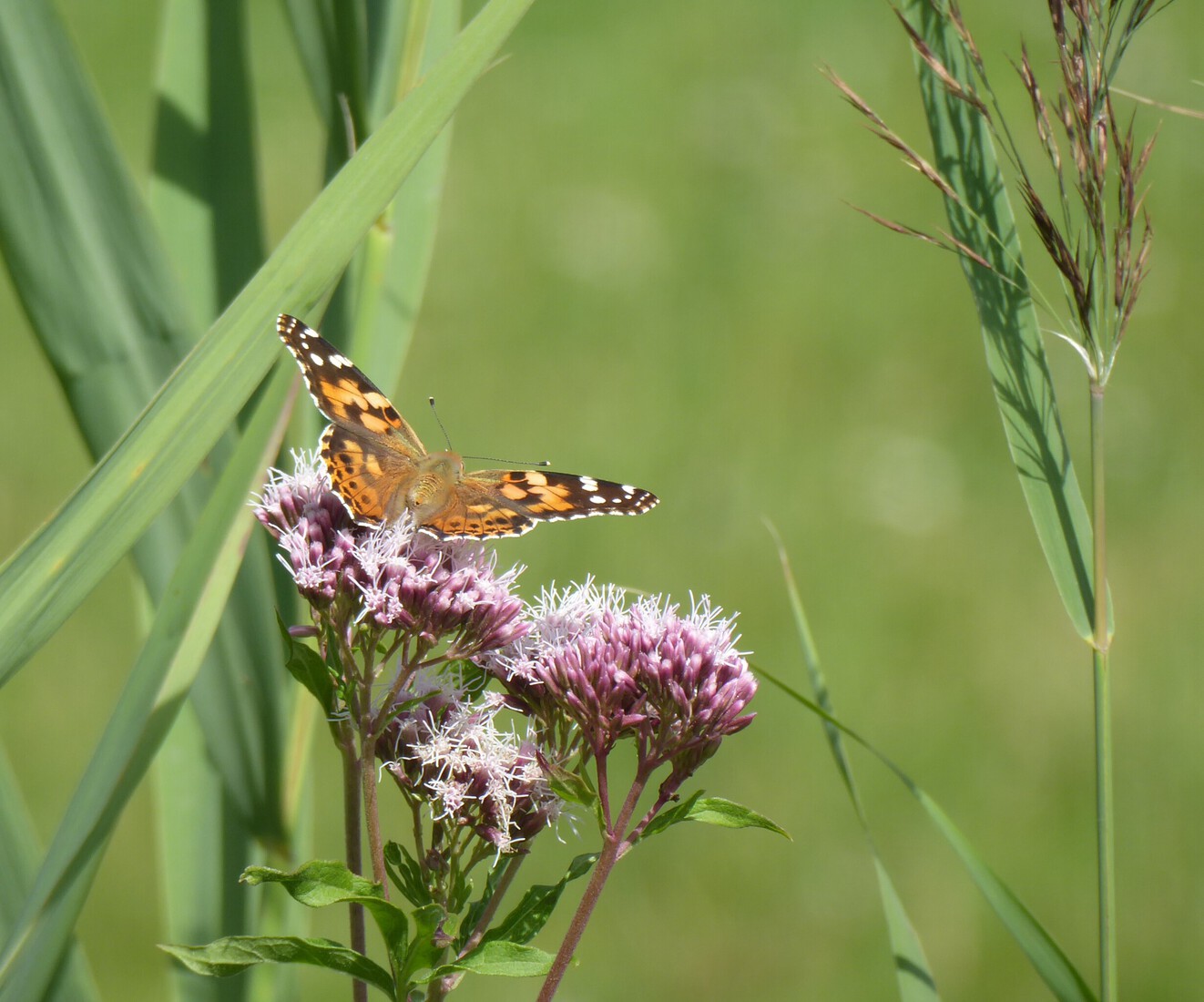 Distelvlinder 3