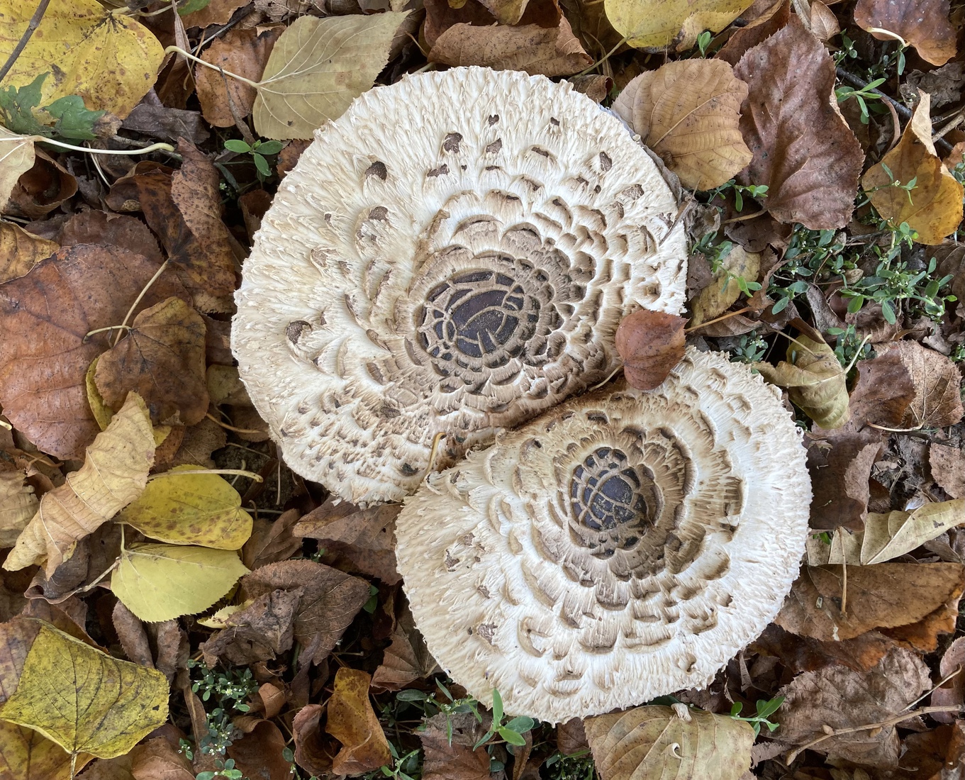 Chlorophyllum 1