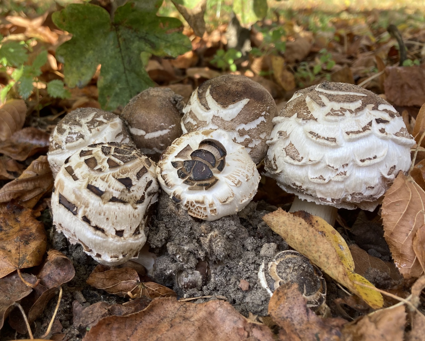 Agaricaceae Clorophyllum a