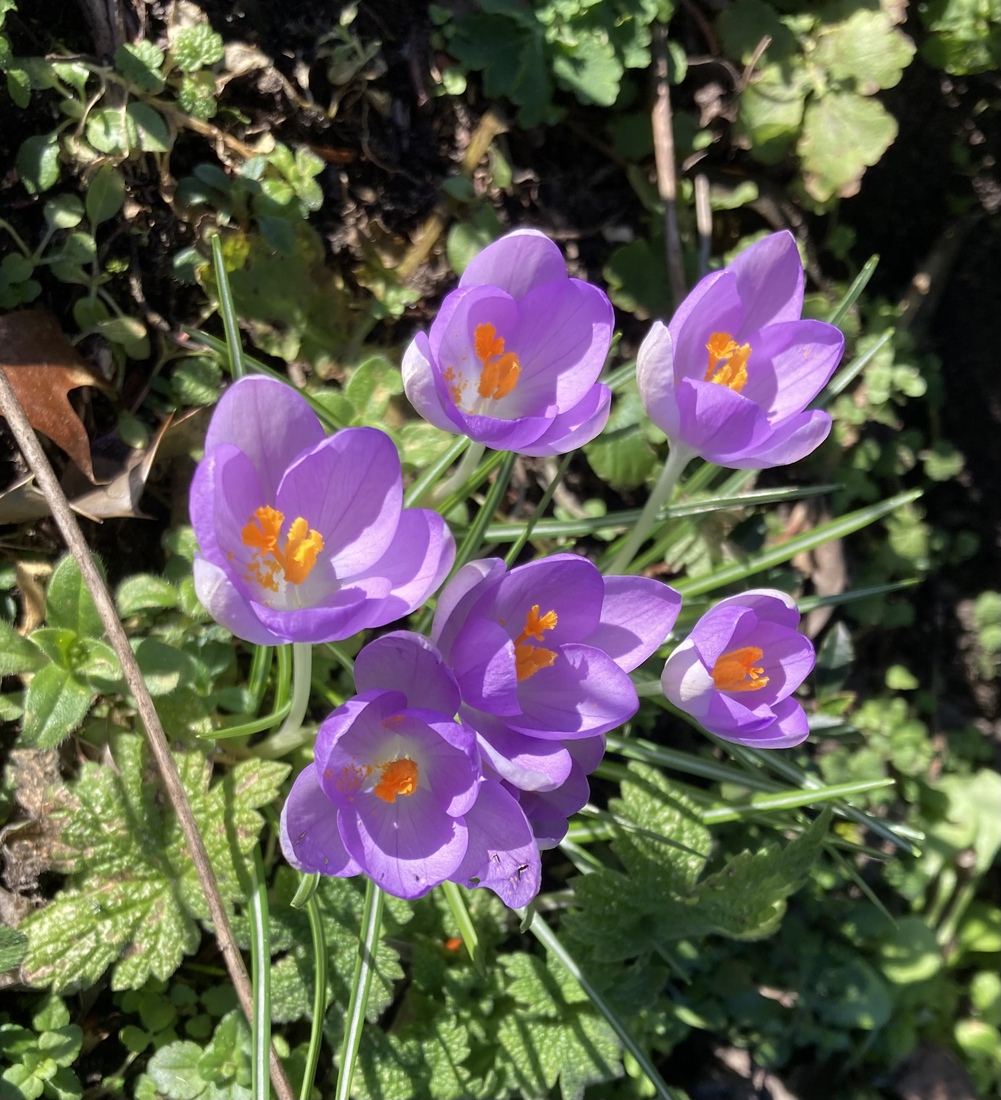Crocusjes 1