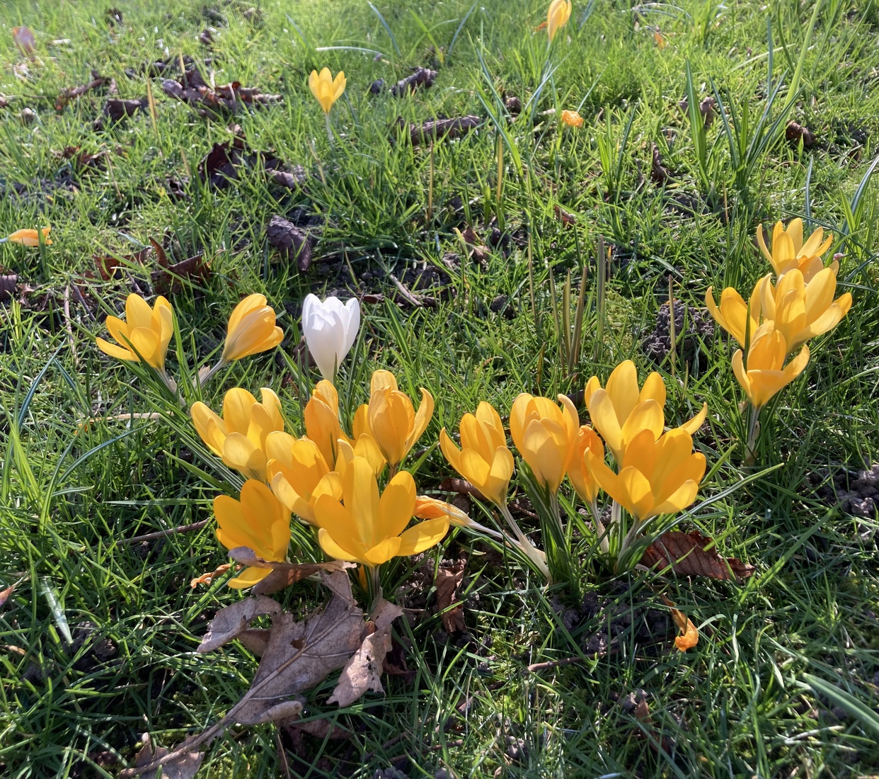 Crocusjes 2