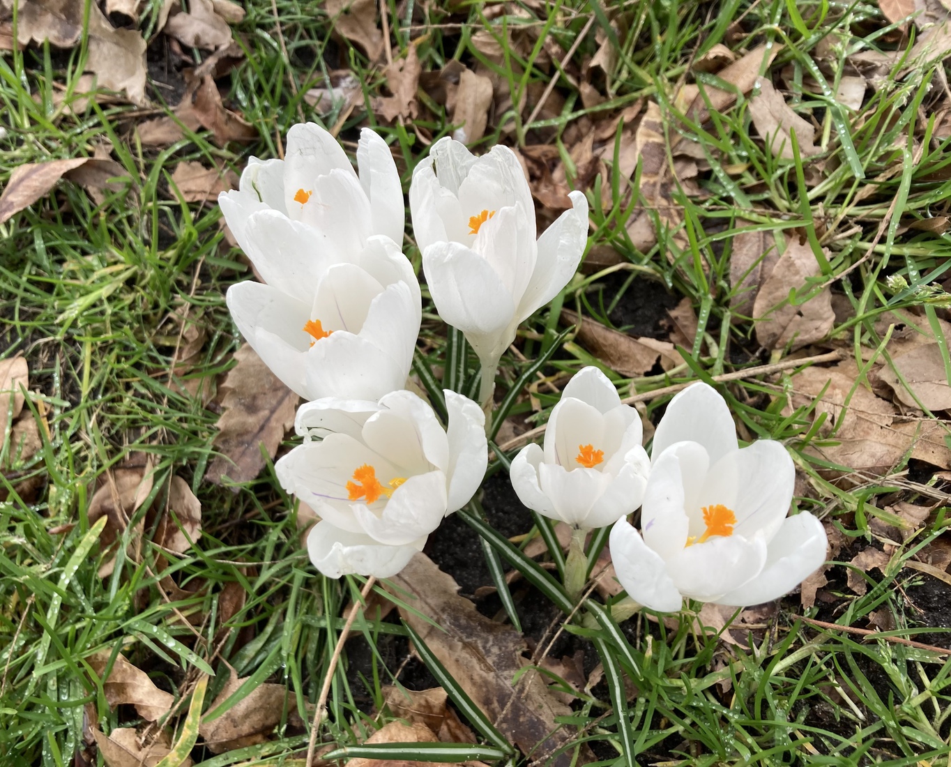 Witte crocusjes 